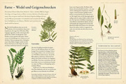 Pflanzenfamilien - Abbildung 1