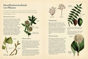 Pflanzenfamilien - Abbildung 2