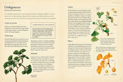 Pflanzenfamilien - Abbildung 3