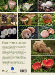Pilze Mitteleuropas - Abbildung 5