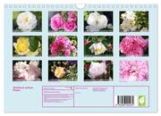 Strahlend schöne Rosen (Wandkalender 2024 DIN A4 quer), CALVENDO Monatskalender - Abbildung 1