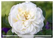 Strahlend schöne Rosen (Wandkalender 2024 DIN A4 quer), CALVENDO Monatskalender - Abbildung 3