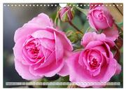 Strahlend schöne Rosen (Wandkalender 2024 DIN A4 quer), CALVENDO Monatskalender - Abbildung 4