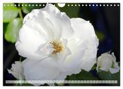 Strahlend schöne Rosen (Wandkalender 2024 DIN A4 quer), CALVENDO Monatskalender - Abbildung 5