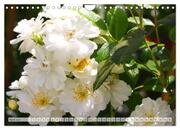 Strahlend schöne Rosen (Wandkalender 2024 DIN A4 quer), CALVENDO Monatskalender - Abbildung 6