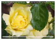 Strahlend schöne Rosen (Wandkalender 2024 DIN A4 quer), CALVENDO Monatskalender - Abbildung 7