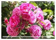 Strahlend schöne Rosen (Wandkalender 2024 DIN A4 quer), CALVENDO Monatskalender - Abbildung 8