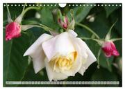 Strahlend schöne Rosen (Wandkalender 2024 DIN A4 quer), CALVENDO Monatskalender - Abbildung 9