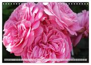 Strahlend schöne Rosen (Wandkalender 2024 DIN A4 quer), CALVENDO Monatskalender - Abbildung 10