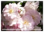 Strahlend schöne Rosen (Wandkalender 2024 DIN A4 quer), CALVENDO Monatskalender - Abbildung 11
