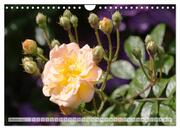 Strahlend schöne Rosen (Wandkalender 2024 DIN A4 quer), CALVENDO Monatskalender - Abbildung 12
