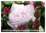 Strahlend schöne Rosen (Wandkalender 2024 DIN A4 quer), CALVENDO Monatskalender - Abbildung 13