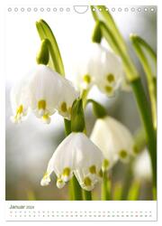 Strahlendes Weiß Blütenbilder (Wandkalender 2024 DIN A4 hoch), CALVENDO Monatskalender - Abbildung 3