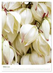 Strahlendes Weiß Blütenbilder (Wandkalender 2024 DIN A4 hoch), CALVENDO Monatskalender - Abbildung 5