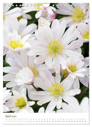 Strahlendes Weiß Blütenbilder (Wandkalender 2024 DIN A4 hoch), CALVENDO Monatskalender - Abbildung 6