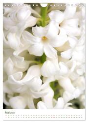 Strahlendes Weiß Blütenbilder (Wandkalender 2024 DIN A4 hoch), CALVENDO Monatskalender - Abbildung 7
