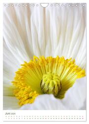 Strahlendes Weiß Blütenbilder (Wandkalender 2024 DIN A4 hoch), CALVENDO Monatskalender - Abbildung 8