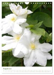 Strahlendes Weiß Blütenbilder (Wandkalender 2024 DIN A4 hoch), CALVENDO Monatskalender - Abbildung 10