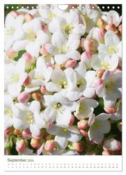 Strahlendes Weiß Blütenbilder (Wandkalender 2024 DIN A4 hoch), CALVENDO Monatskalender - Abbildung 11