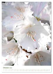 Strahlendes Weiß Blütenbilder (Wandkalender 2024 DIN A4 hoch), CALVENDO Monatskalender - Abbildung 12