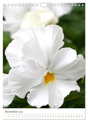 Strahlendes Weiß Blütenbilder (Wandkalender 2024 DIN A4 hoch), CALVENDO Monatskalender - Abbildung 13