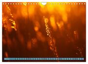 Zauberhaftes Bokeh - Glitzernde Welt winziger Wassertropfen (Wandkalender 2024 DIN A4 quer), CALVENDO Monatskalender - Abbildung 9