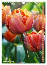 Bunte Tulpenpracht (Wandkalender 2024 DIN A4 hoch), CALVENDO Monatskalender - Abbildung 3