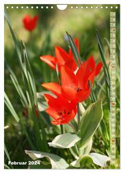 Bunte Tulpenpracht (Wandkalender 2024 DIN A4 hoch), CALVENDO Monatskalender - Abbildung 4