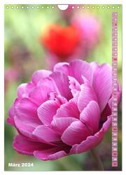 Bunte Tulpenpracht (Wandkalender 2024 DIN A4 hoch), CALVENDO Monatskalender - Abbildung 5