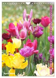 Bunte Tulpenpracht (Wandkalender 2024 DIN A4 hoch), CALVENDO Monatskalender - Abbildung 6