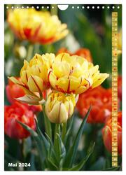 Bunte Tulpenpracht (Wandkalender 2024 DIN A4 hoch), CALVENDO Monatskalender - Abbildung 7
