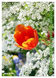 Bunte Tulpenpracht (Wandkalender 2024 DIN A4 hoch), CALVENDO Monatskalender - Abbildung 8