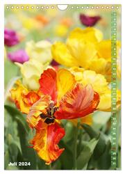 Bunte Tulpenpracht (Wandkalender 2024 DIN A4 hoch), CALVENDO Monatskalender - Abbildung 9