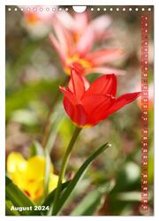 Bunte Tulpenpracht (Wandkalender 2024 DIN A4 hoch), CALVENDO Monatskalender - Abbildung 10