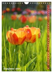 Bunte Tulpenpracht (Wandkalender 2024 DIN A4 hoch), CALVENDO Monatskalender - Abbildung 11