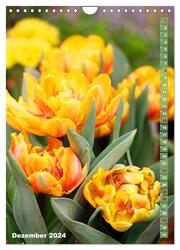 Bunte Tulpenpracht (Wandkalender 2024 DIN A4 hoch), CALVENDO Monatskalender - Abbildung 14