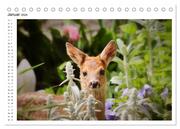 Rehkitze, zierliche Schönheiten mit großen, sanften Augen (Tischkalender 2024 DIN A5 quer), CALVENDO Monatskalender - Abbildung 3