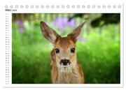 Rehkitze, zierliche Schönheiten mit großen, sanften Augen (Tischkalender 2024 DIN A5 quer), CALVENDO Monatskalender - Abbildung 5