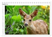 Rehkitze, zierliche Schönheiten mit großen, sanften Augen (Tischkalender 2024 DIN A5 quer), CALVENDO Monatskalender - Abbildung 10
