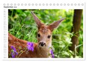 Rehkitze, zierliche Schönheiten mit großen, sanften Augen (Tischkalender 2024 DIN A5 quer), CALVENDO Monatskalender - Abbildung 11
