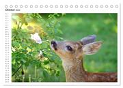 Rehkitze, zierliche Schönheiten mit großen, sanften Augen (Tischkalender 2024 DIN A5 quer), CALVENDO Monatskalender - Abbildung 12