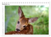Rehkitze, zierliche Schönheiten mit großen, sanften Augen (Tischkalender 2024 DIN A5 quer), CALVENDO Monatskalender - Abbildung 13