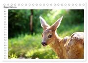 Rehkitze, zierliche Schönheiten mit großen, sanften Augen (Tischkalender 2024 DIN A5 quer), CALVENDO Monatskalender - Abbildung 14