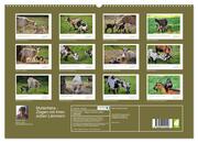 Mutterliebe - Ziegen mit ihren süßen Lämmern (hochwertiger Premium Wandkalender 2024 DIN A2 quer), Kunstdruck in Hochglanz - Abbildung 1
