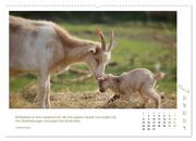 Mutterliebe - Ziegen mit ihren süßen Lämmern (hochwertiger Premium Wandkalender 2024 DIN A2 quer), Kunstdruck in Hochglanz - Abbildung 2