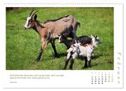 Mutterliebe - Ziegen mit ihren süßen Lämmern (hochwertiger Premium Wandkalender 2024 DIN A2 quer), Kunstdruck in Hochglanz - Abbildung 3