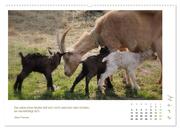 Mutterliebe - Ziegen mit ihren süßen Lämmern (hochwertiger Premium Wandkalender 2024 DIN A2 quer), Kunstdruck in Hochglanz - Abbildung 4