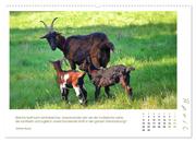 Mutterliebe - Ziegen mit ihren süßen Lämmern (hochwertiger Premium Wandkalender 2024 DIN A2 quer), Kunstdruck in Hochglanz - Abbildung 5