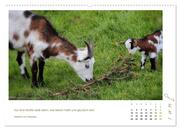 Mutterliebe - Ziegen mit ihren süßen Lämmern (hochwertiger Premium Wandkalender 2024 DIN A2 quer), Kunstdruck in Hochglanz - Abbildung 7