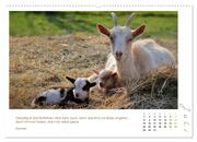 Mutterliebe - Ziegen mit ihren süßen Lämmern (hochwertiger Premium Wandkalender 2024 DIN A2 quer), Kunstdruck in Hochglanz - Abbildung 8
